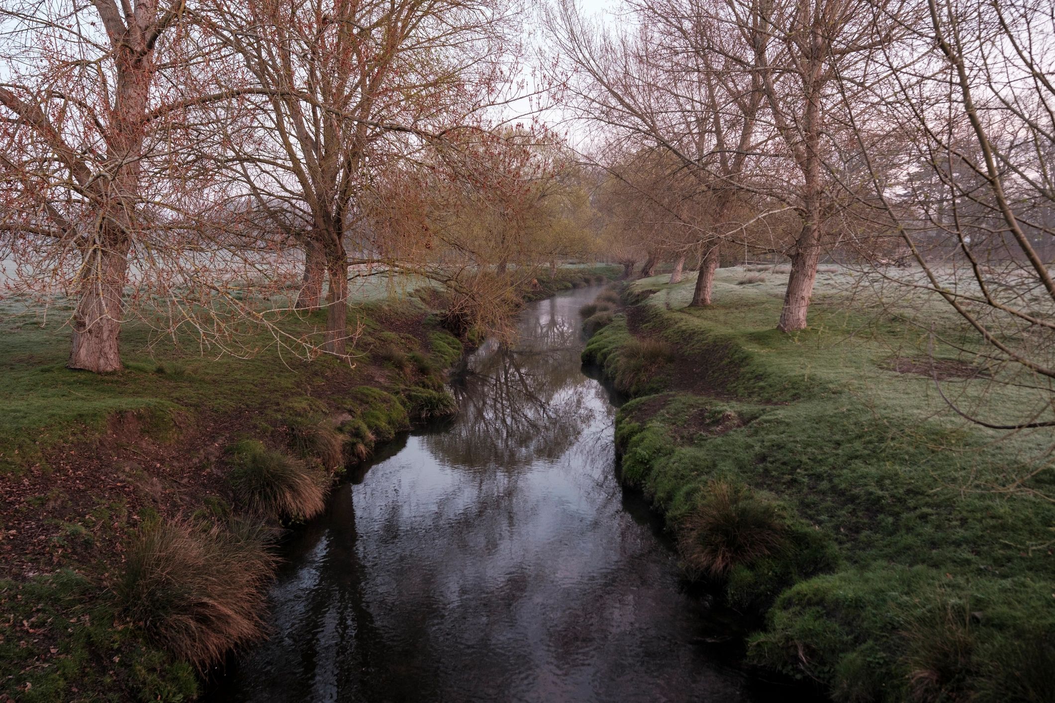 Calm creek reflecting trees in soft morning light